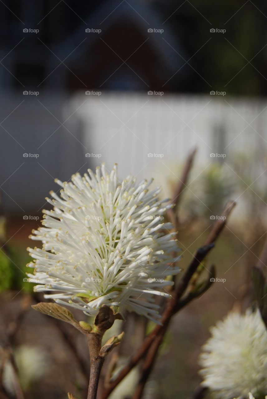 White flower