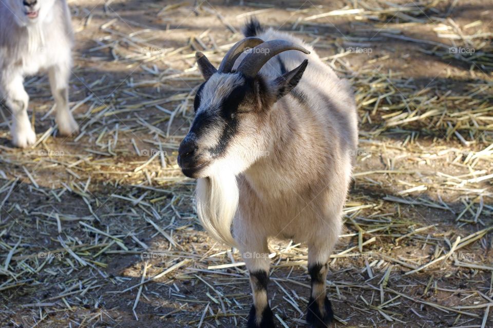 Cozy Goat