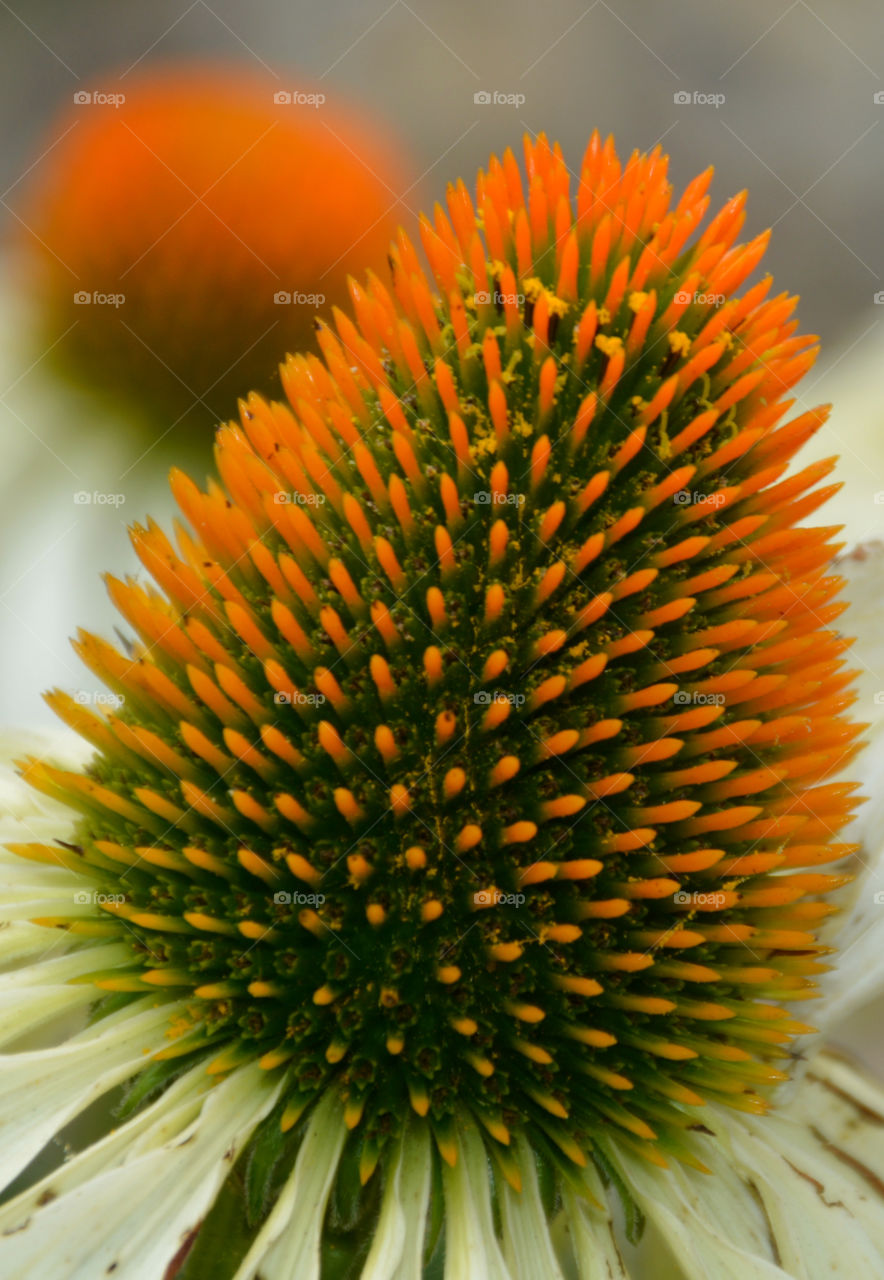 Marco photography: It's all about getting down and getting dirty. There is nothing more satisfying than to make a object such as an insect, rock, or flower into a Macro photograph!