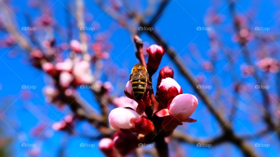 Bee on peach tree's flower