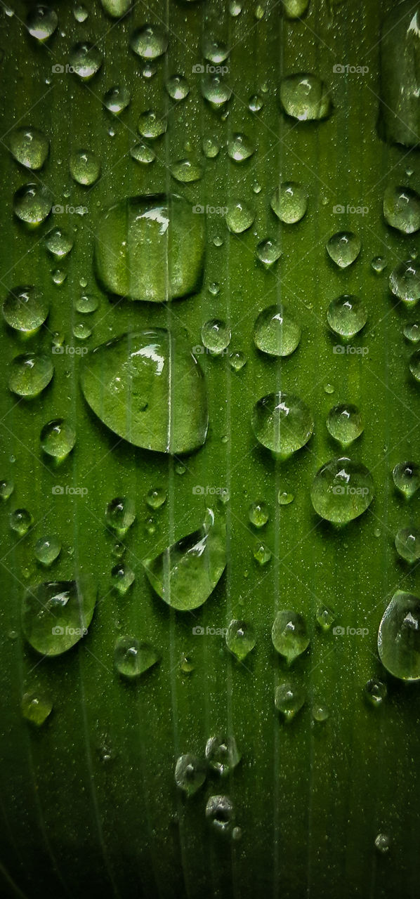 beaded dewdrops on a leaf