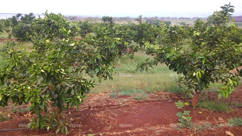 Orange - Citrus sinensis - var. Pera Rio