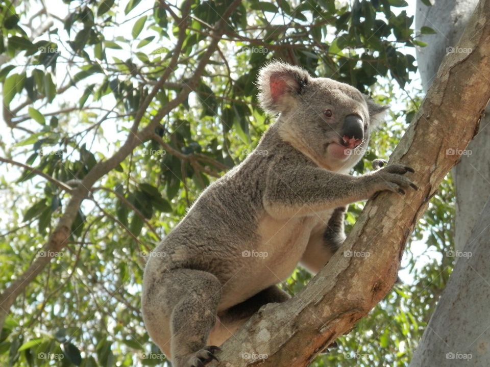 Koala