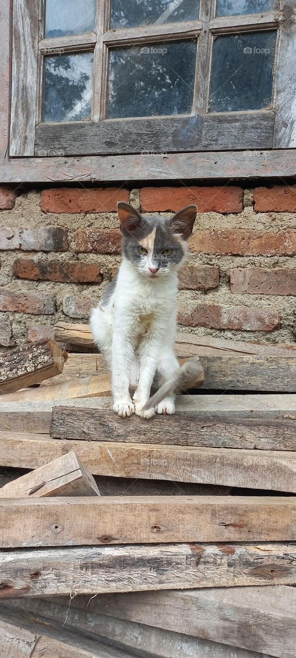 Kitten sitting on a pile of wood
