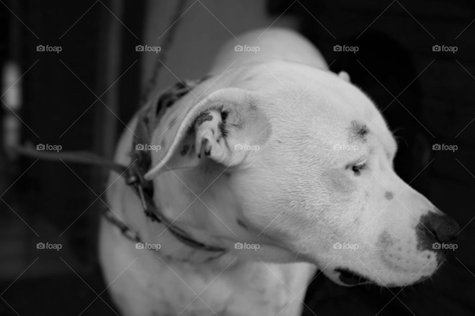 Dog, Portrait, Monochrome, No Person, Canine