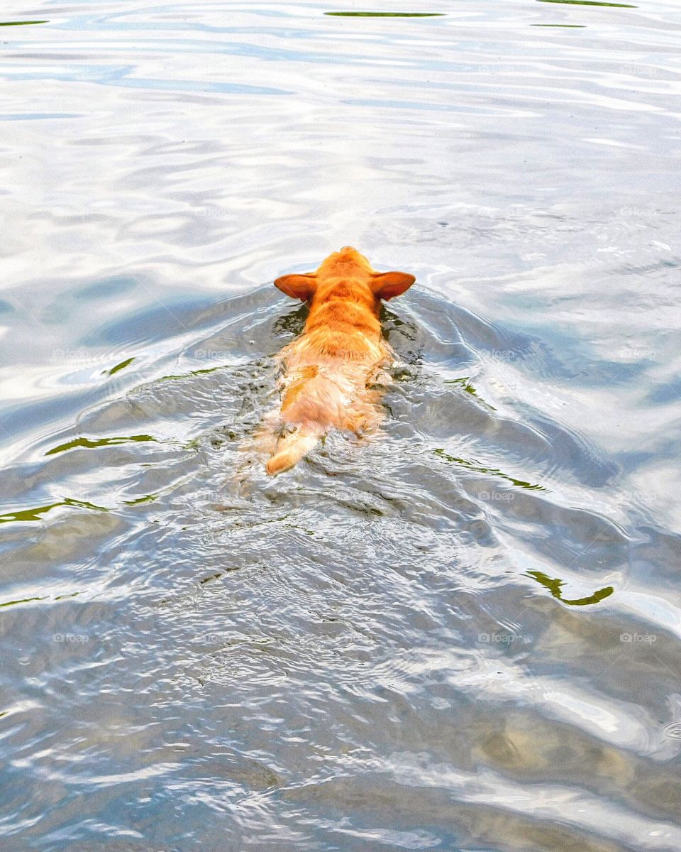 Knox enjoying the cold lake water 