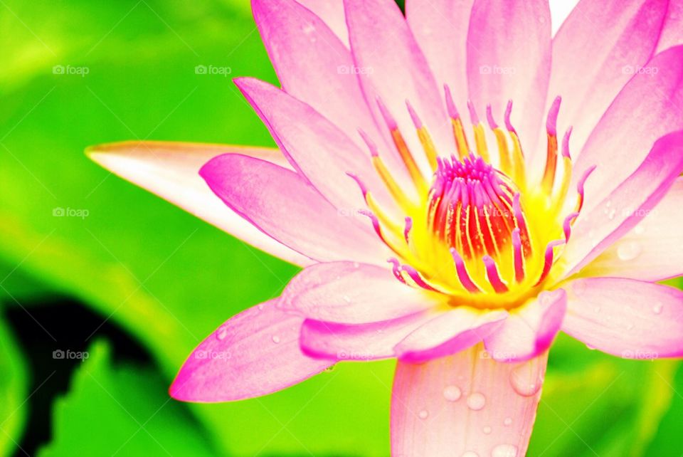 Beautiful pink lotus