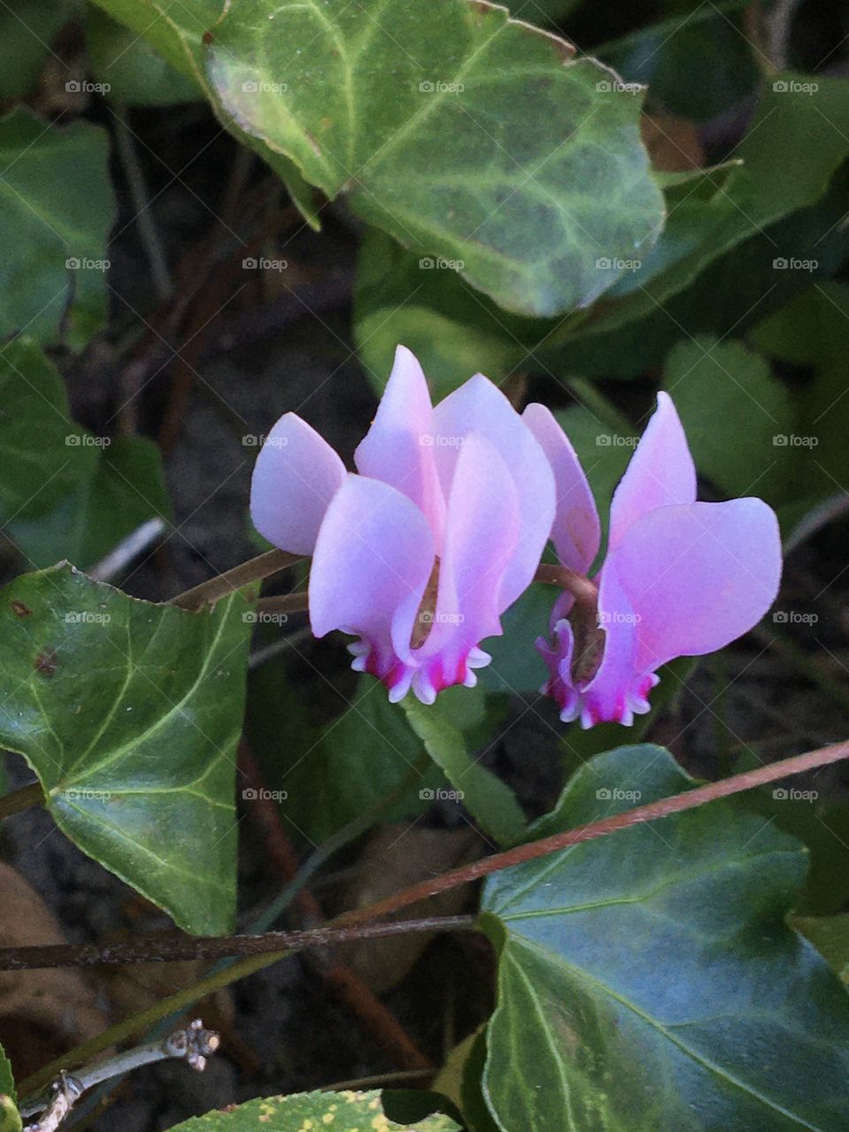 Shy cyclamen blooming in the ivy shadow