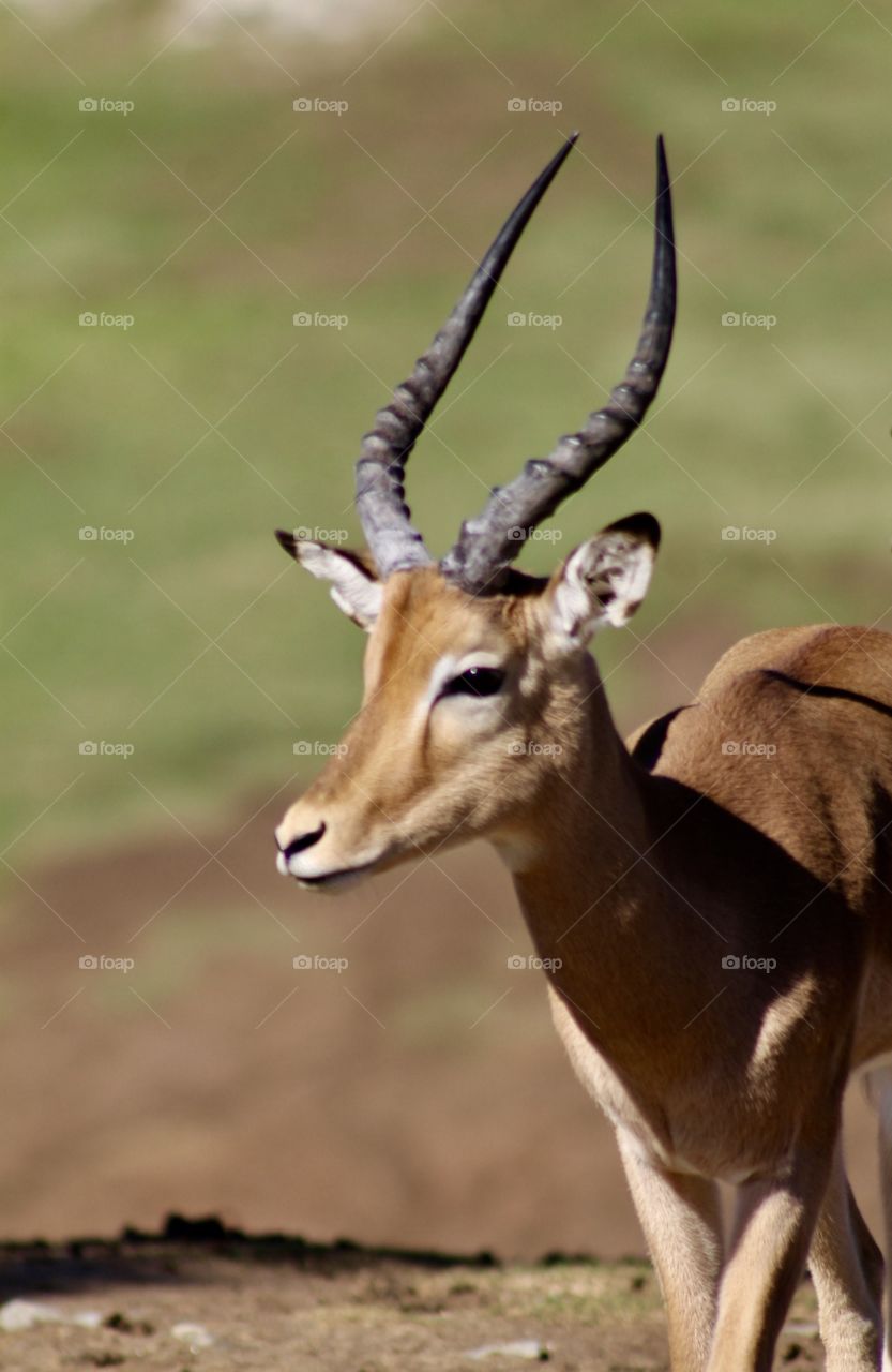 Look at those horns!