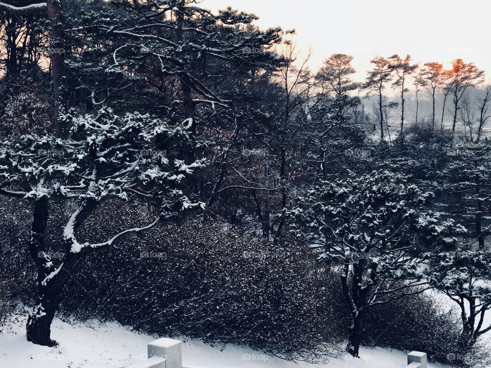 snow trees the winter season in South Korea beautiful park 
