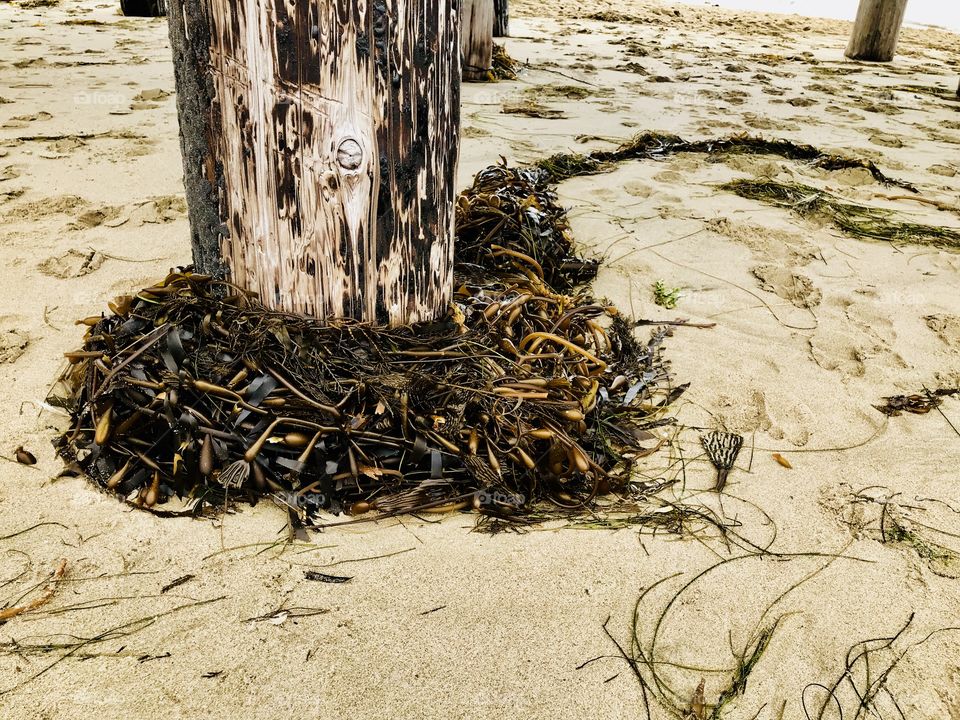 Seaweeds on the post 