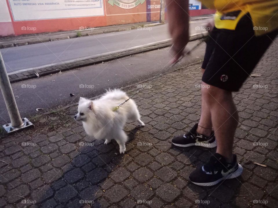 A man walking his small white dog at the end of the day