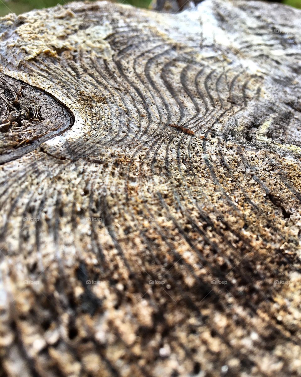 Tree ring 