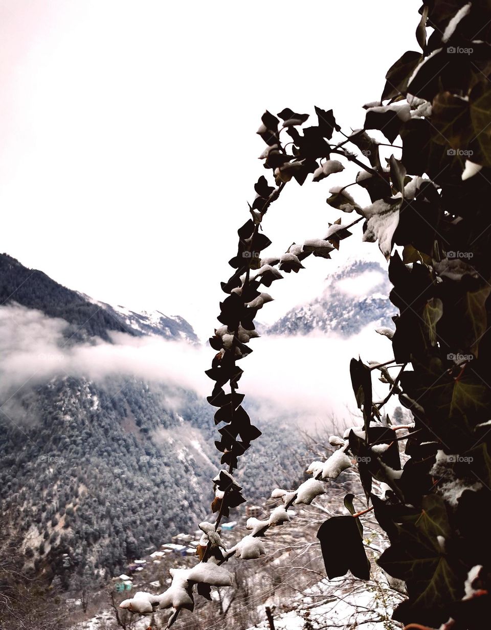 Snowfall Winter View