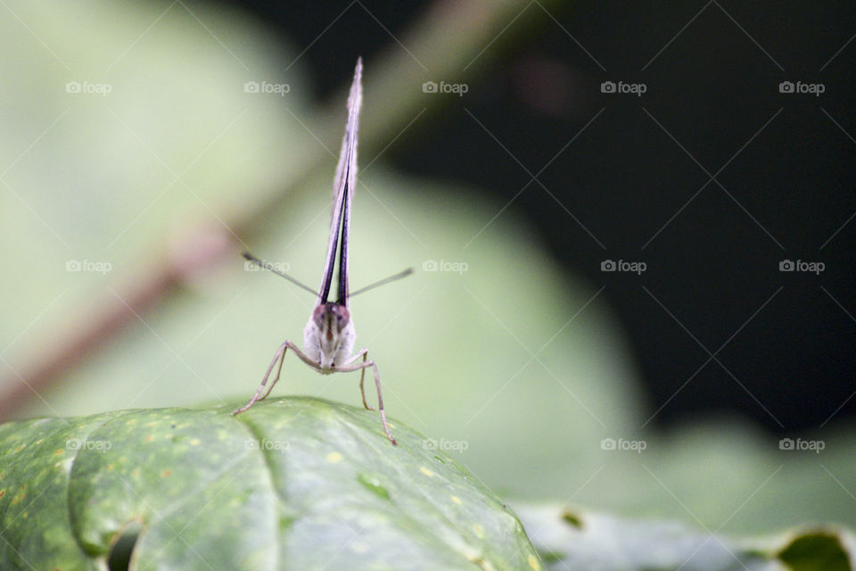 Butterfly Waiting to Take Off 