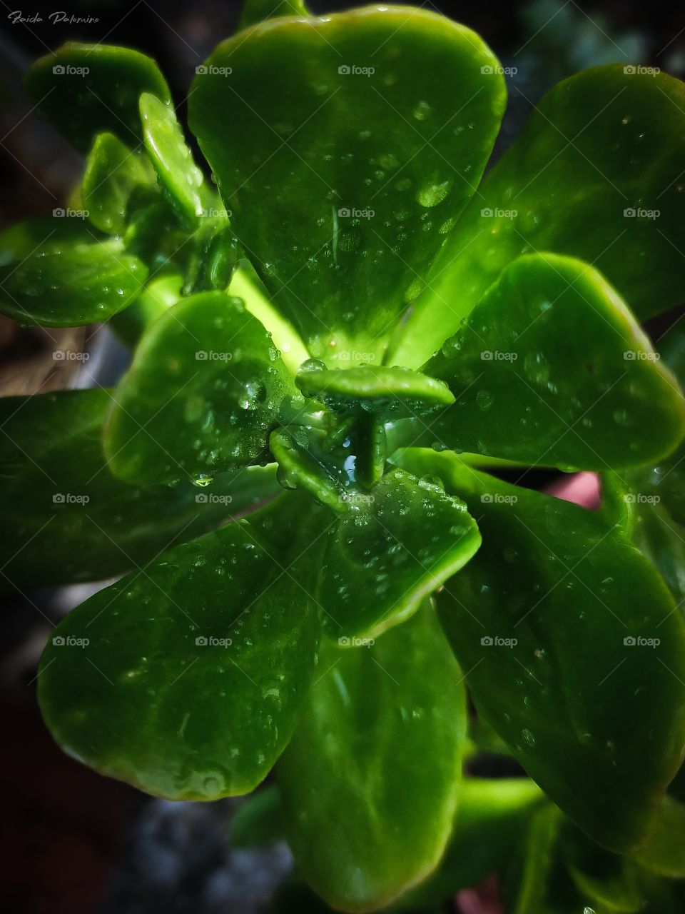 Raindrops on Succulent