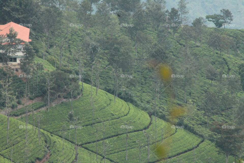 tea garden
Tiger hill tamilnadu