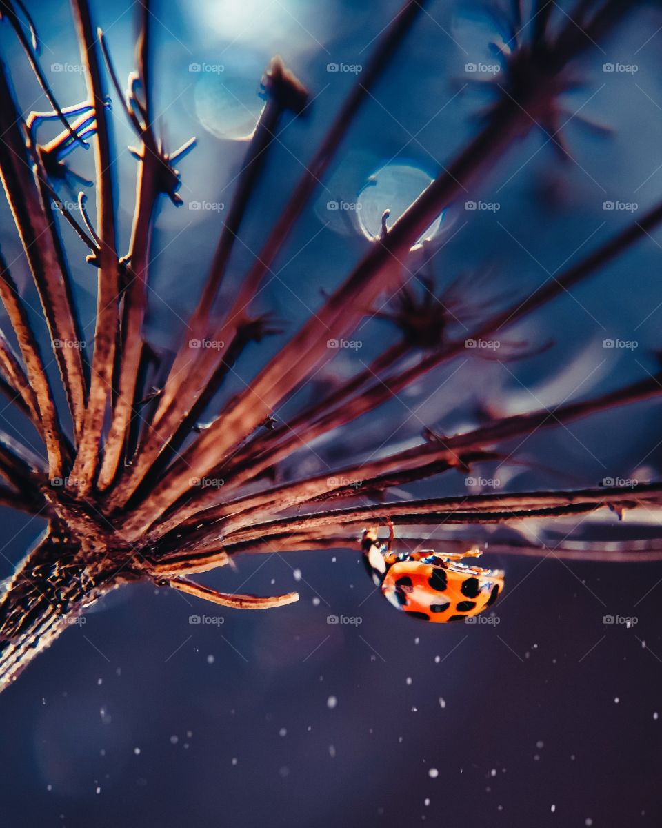 ladybug sitting on a dry flower