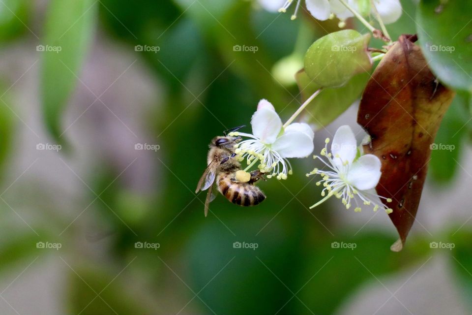 A bee pollination 