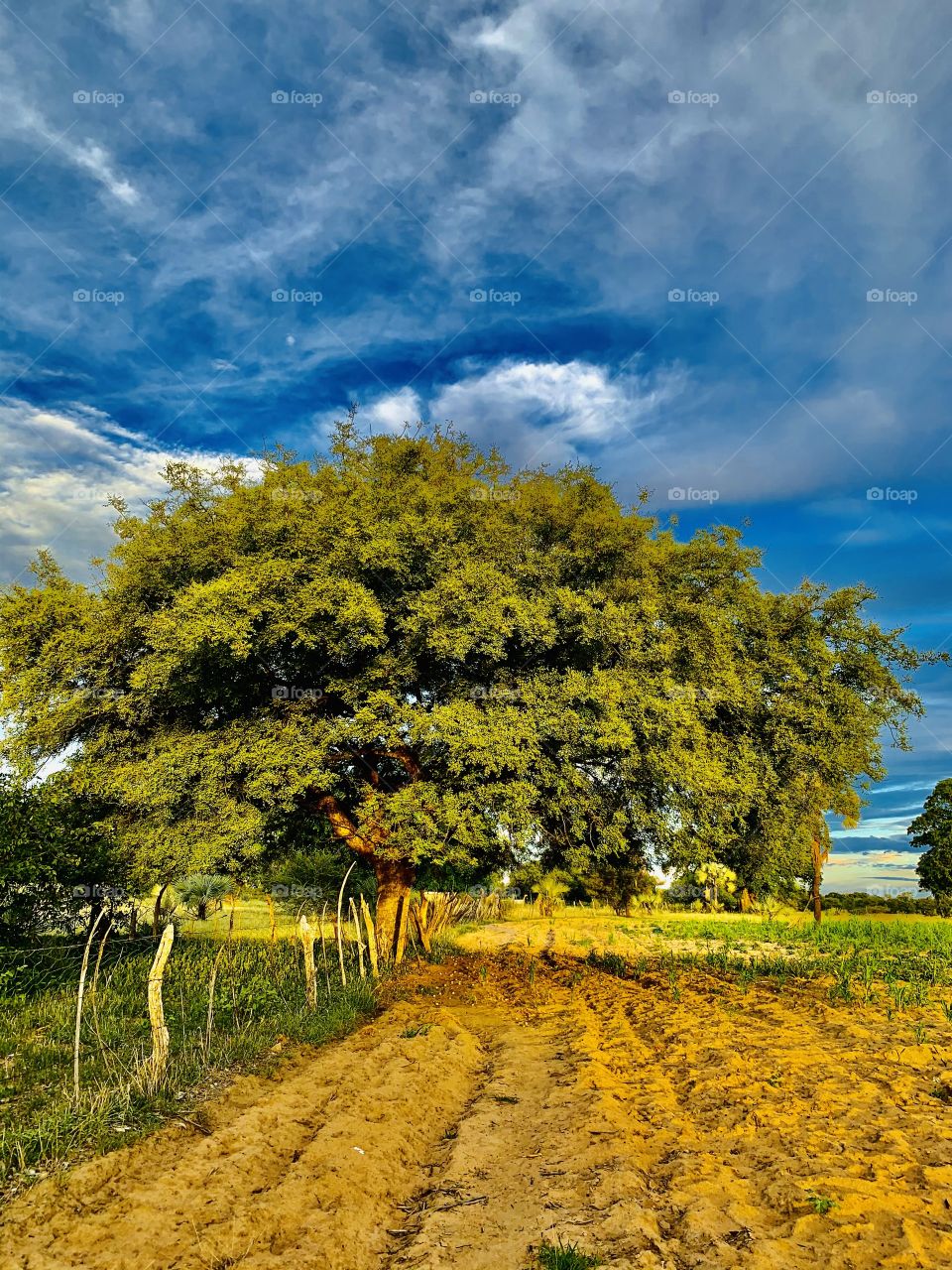 This old giant Marula trees is probably older than me. We played under it growing up. Just a beautiful view with the sunlight.