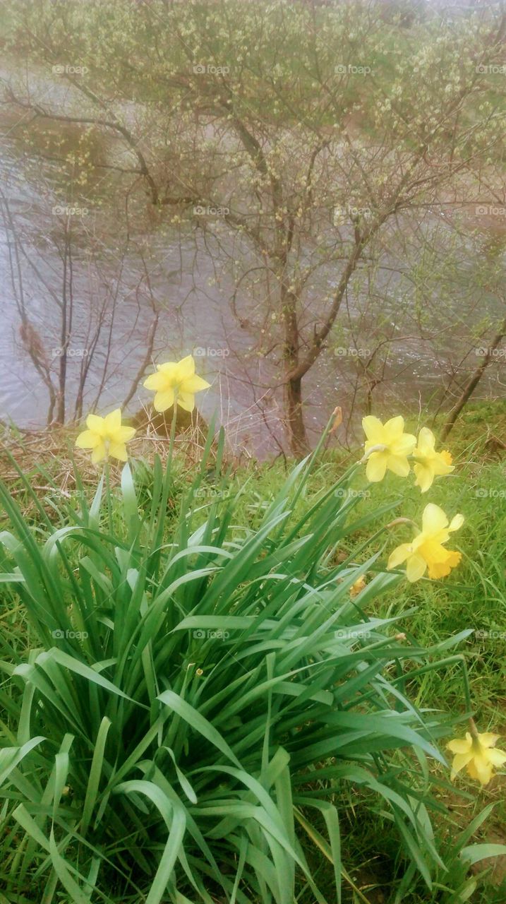 spring daffodils