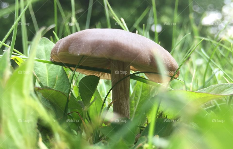 Mushroom