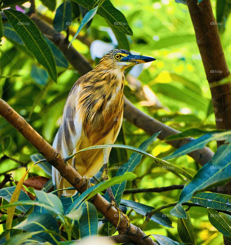 Bird - Indian Pond Heron 