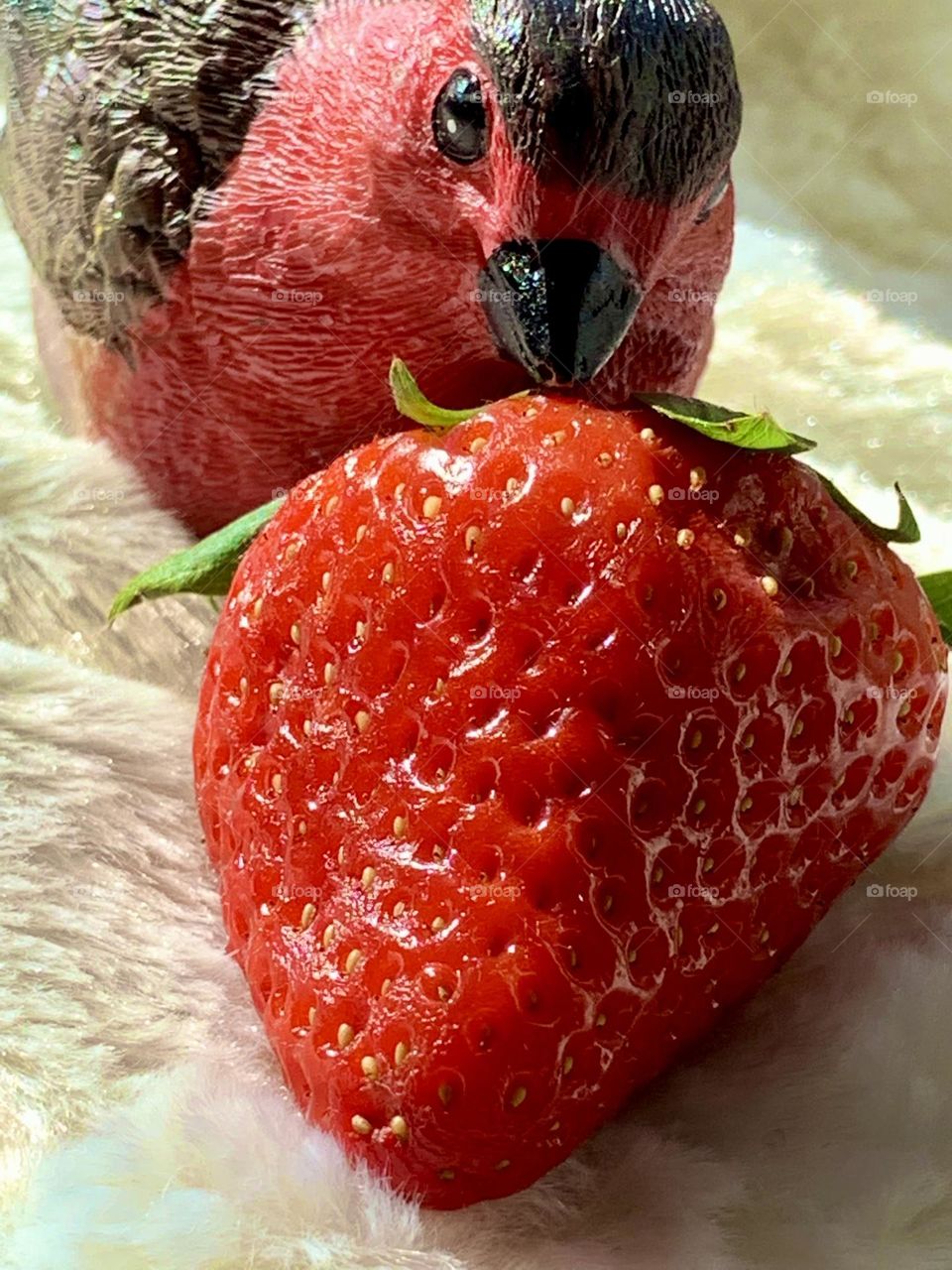 Bird and strawberries