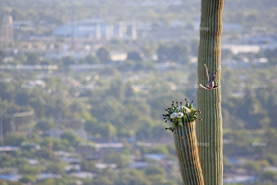 Travel, City, Sky, No Person, Nature