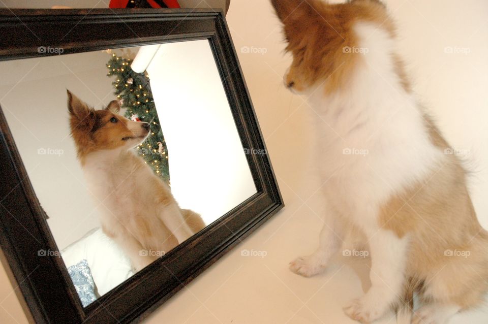 Sheltie in a Looking Glass