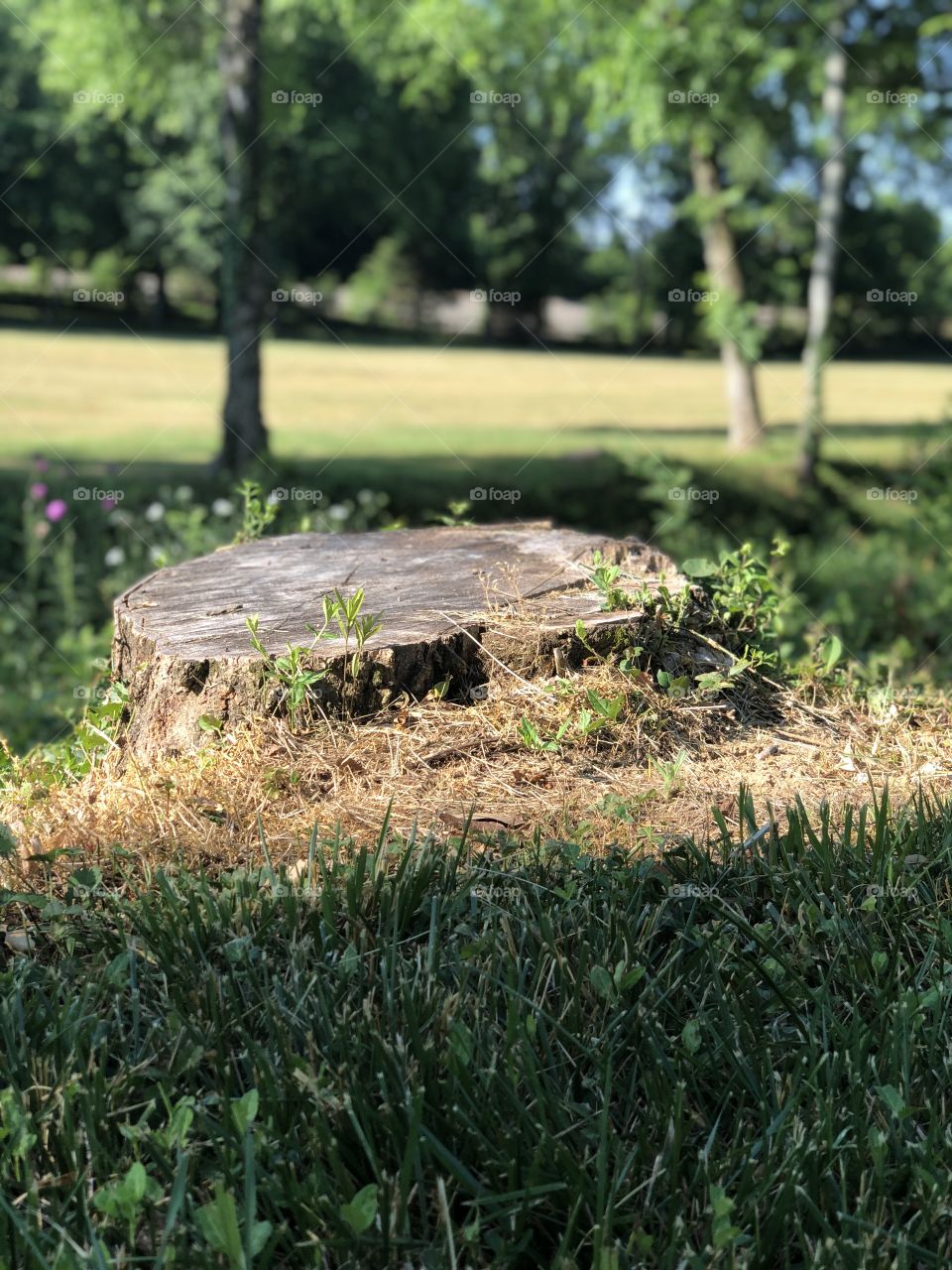 Tree stump