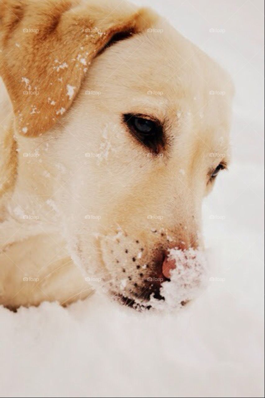 dog white labrador retriever labrador by bubu