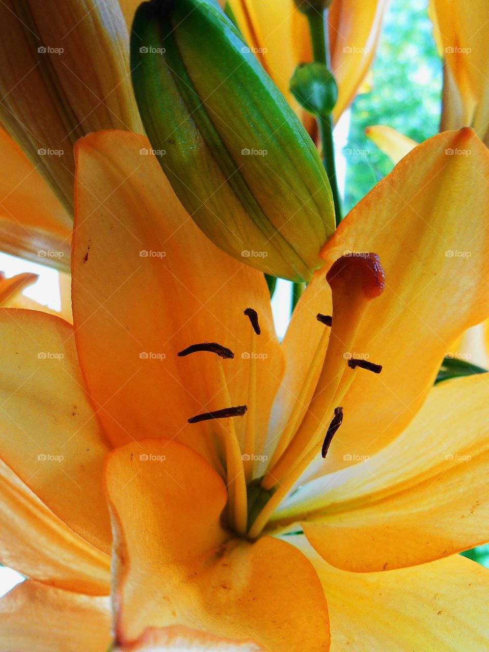 orange flowers Lilly beautiful portrait plants