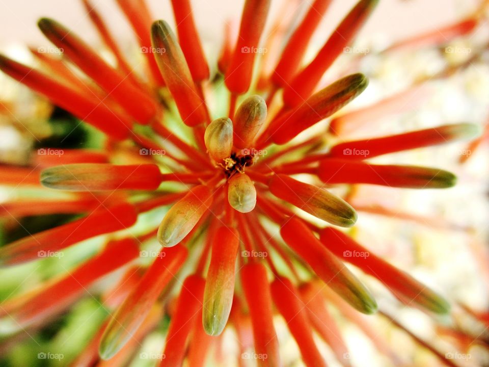 Aloe blossom
