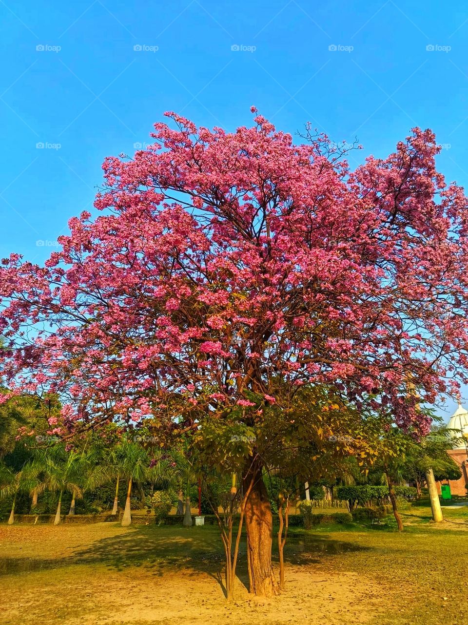 It's like a masterpiece painted by nature itself! The blend of colors is so soothing and serene. Sunsets always have a way of making everything feel peaceful,