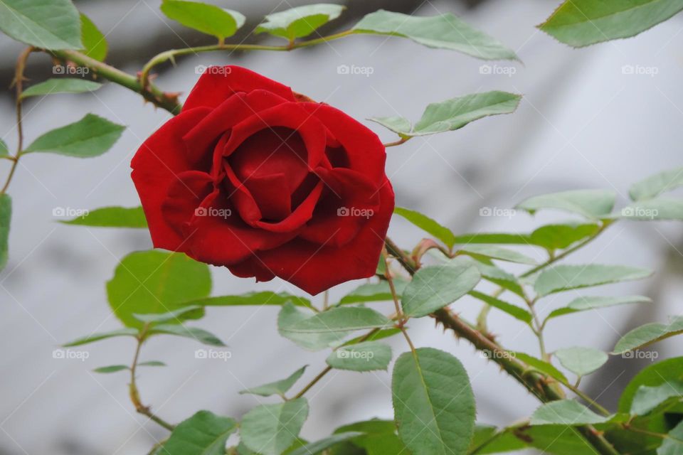 Aveludada rosa vermelha