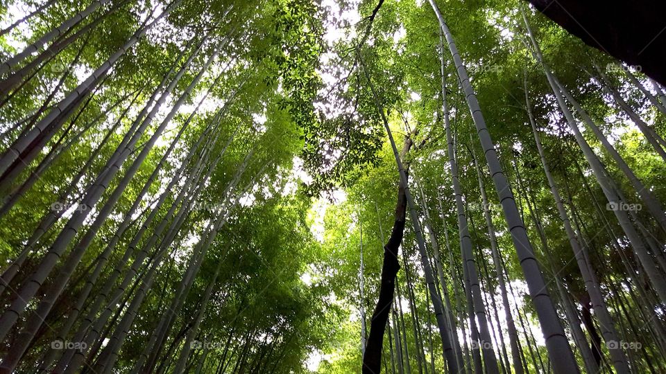 Bamboo, Leaf, Nature, Wood, Lush