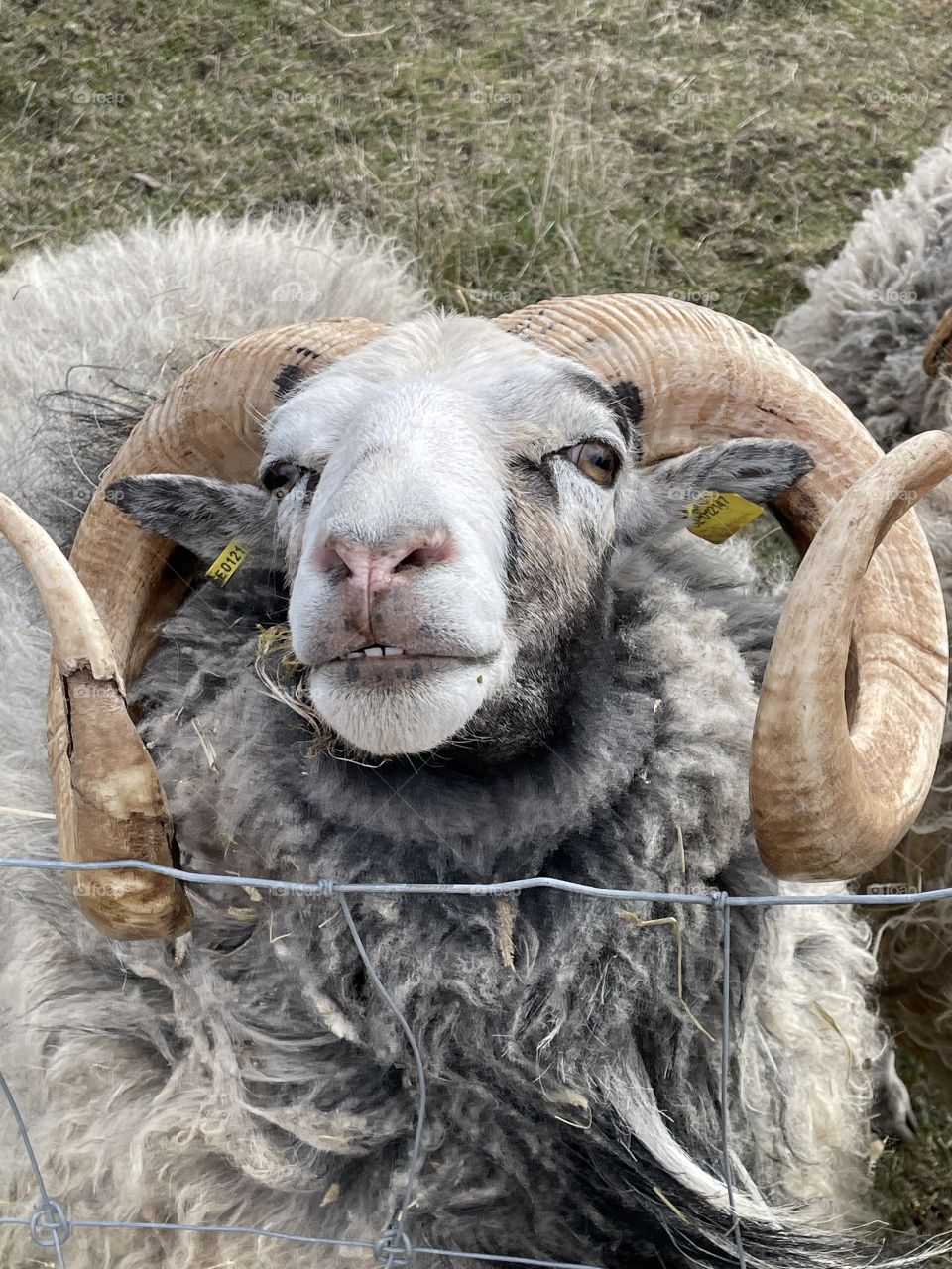 Sheep with horn