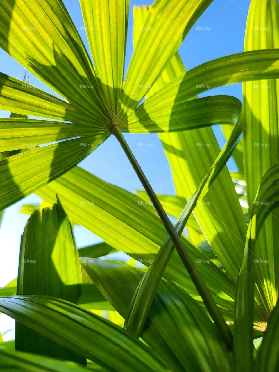 standing tall catching the sunlight