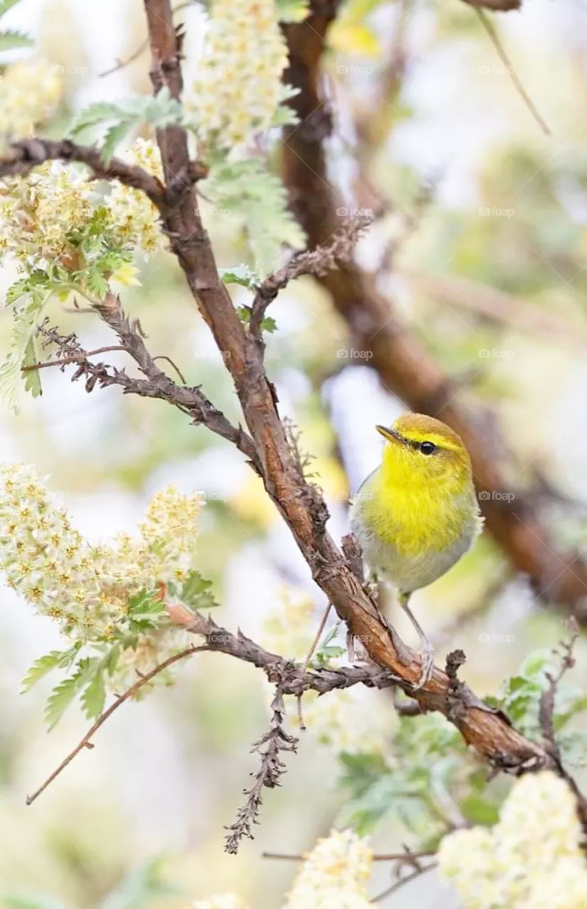 bird