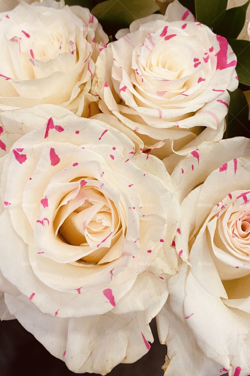 Beautiful Roses fresh cut Long Stem Garden