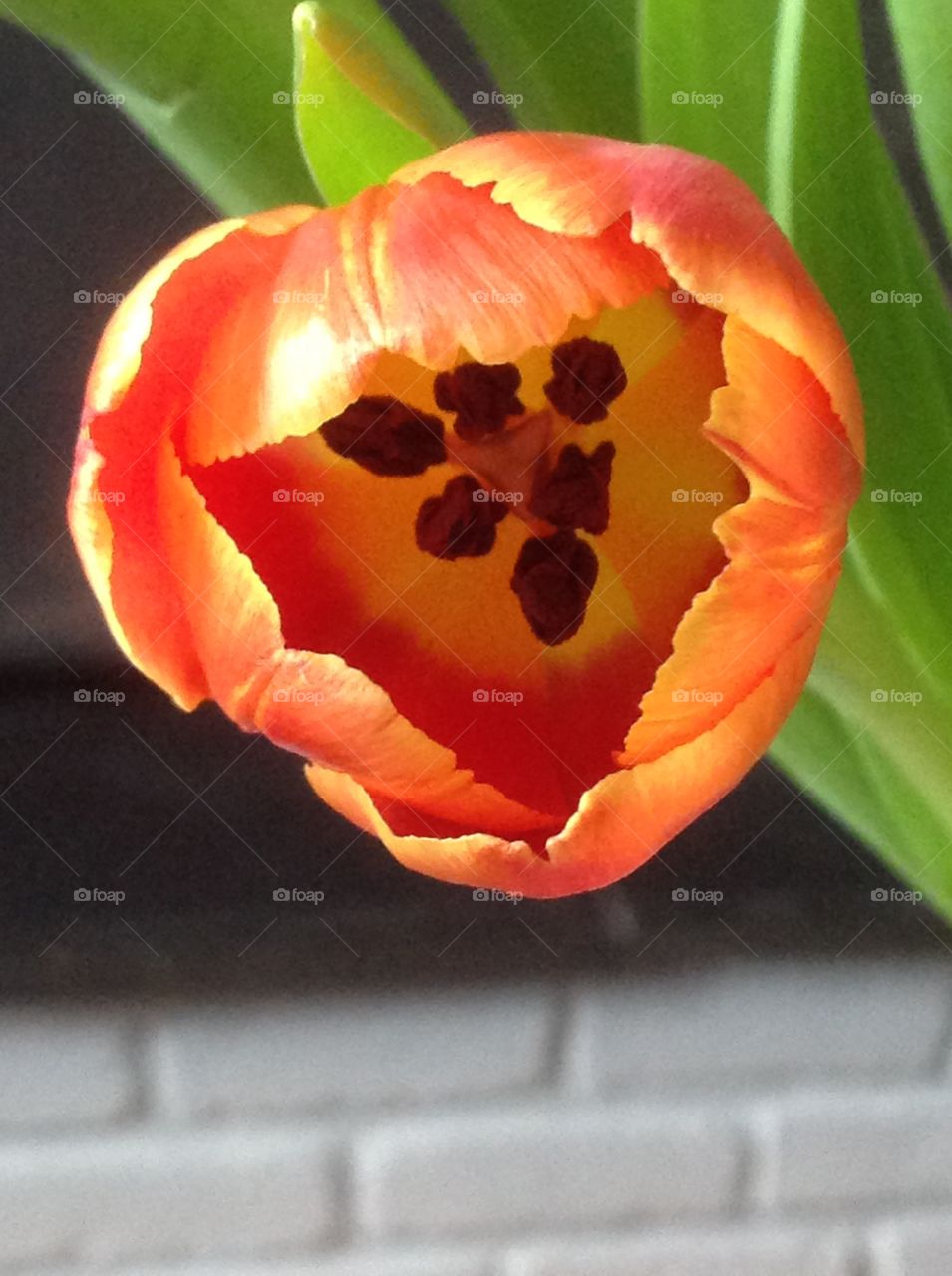 The inside of a blooming orange tulip.