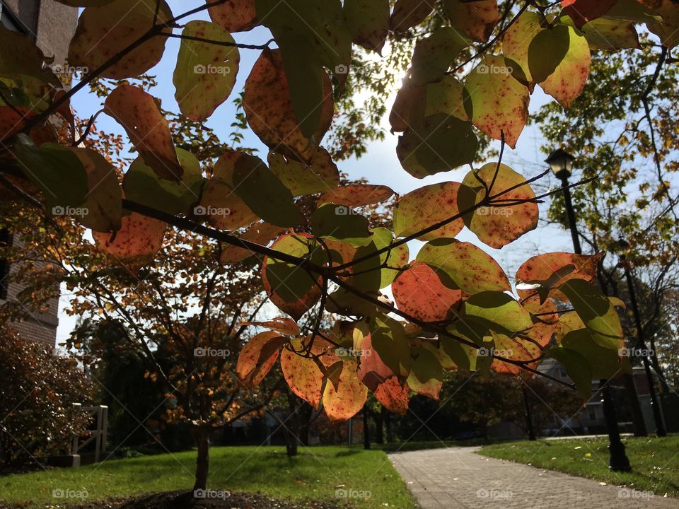 Leaves against the sun