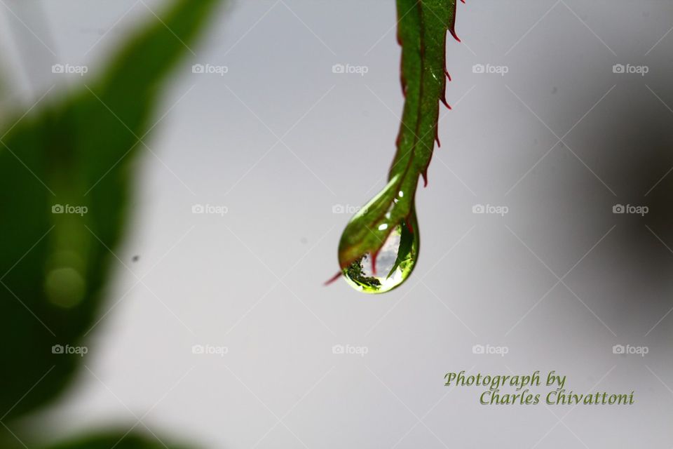 Wet Leaf