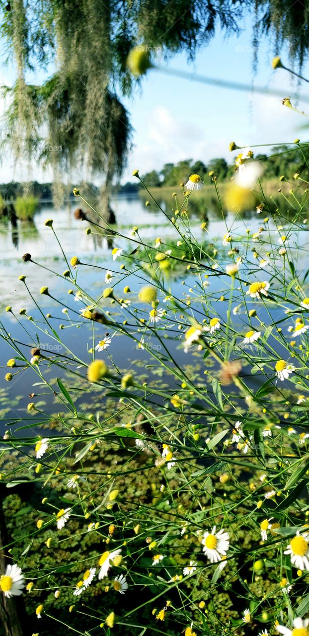 life on the bayou...beautiful reflections