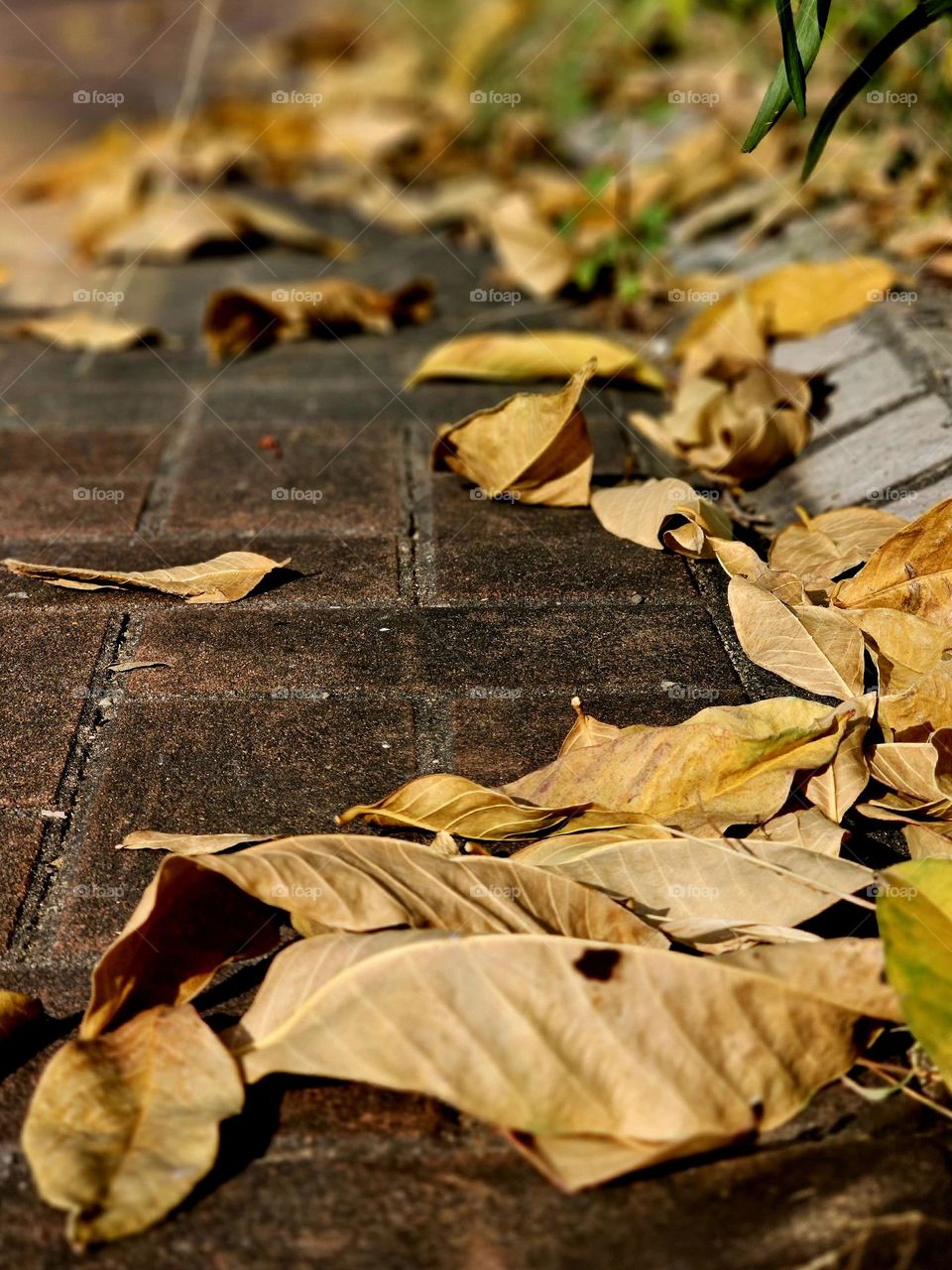 natural beauty of leaves