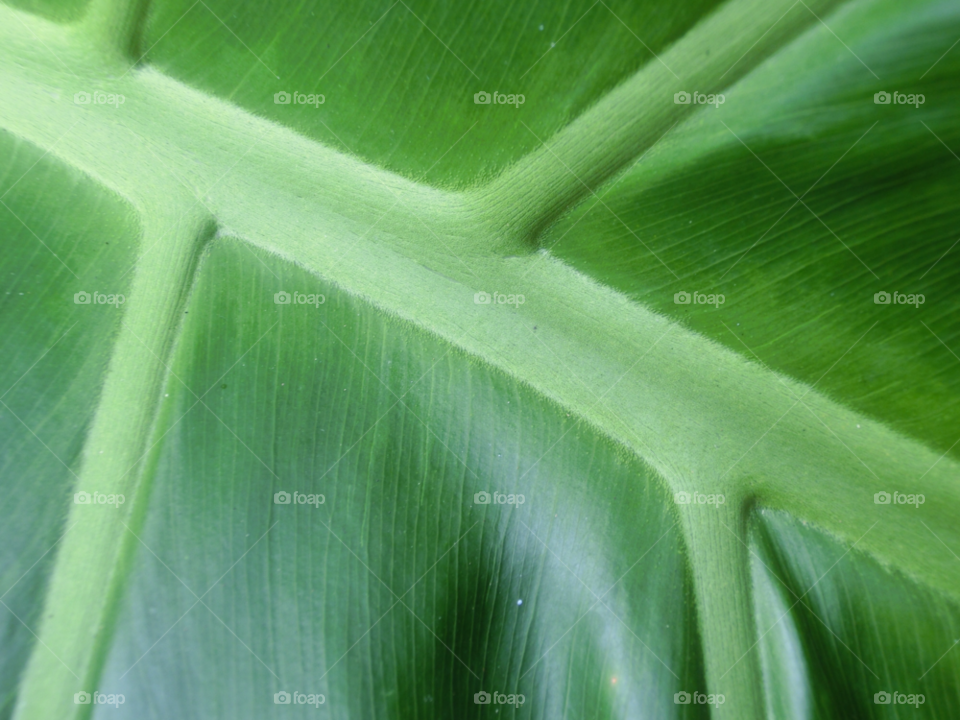 green plant texture tropical by sanjag
