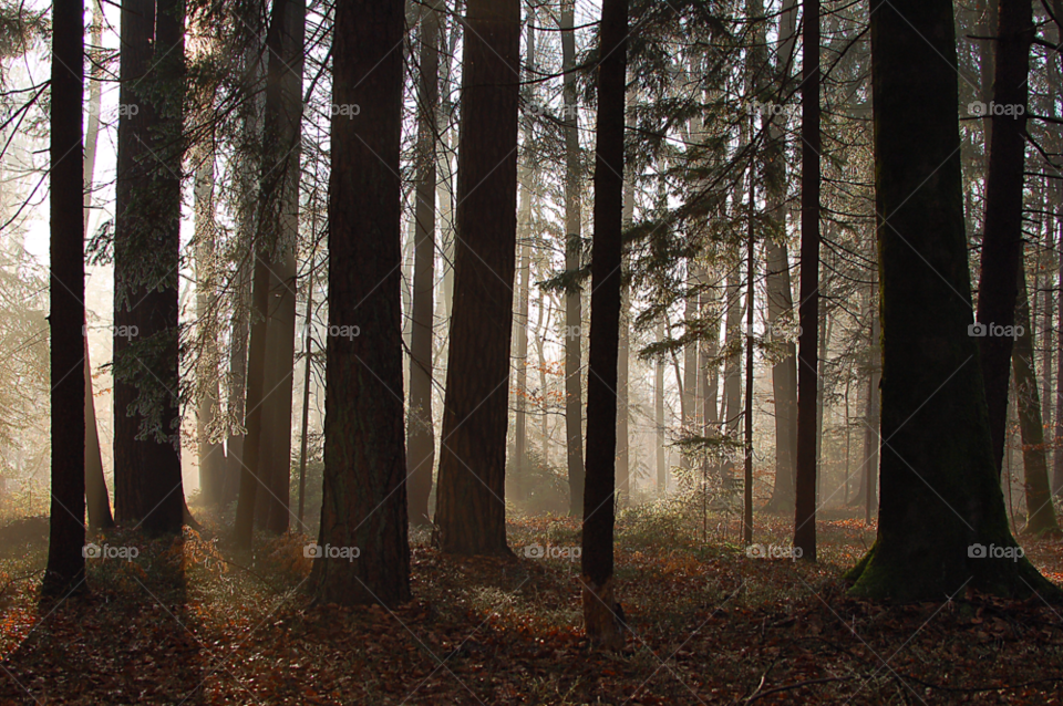 winter tree trees forest by selecshine