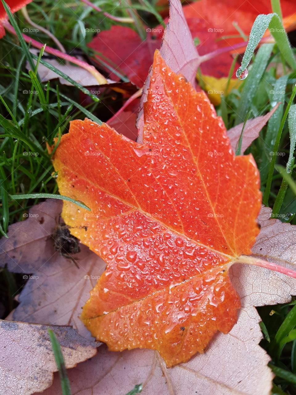 morning dew , brightest maple!