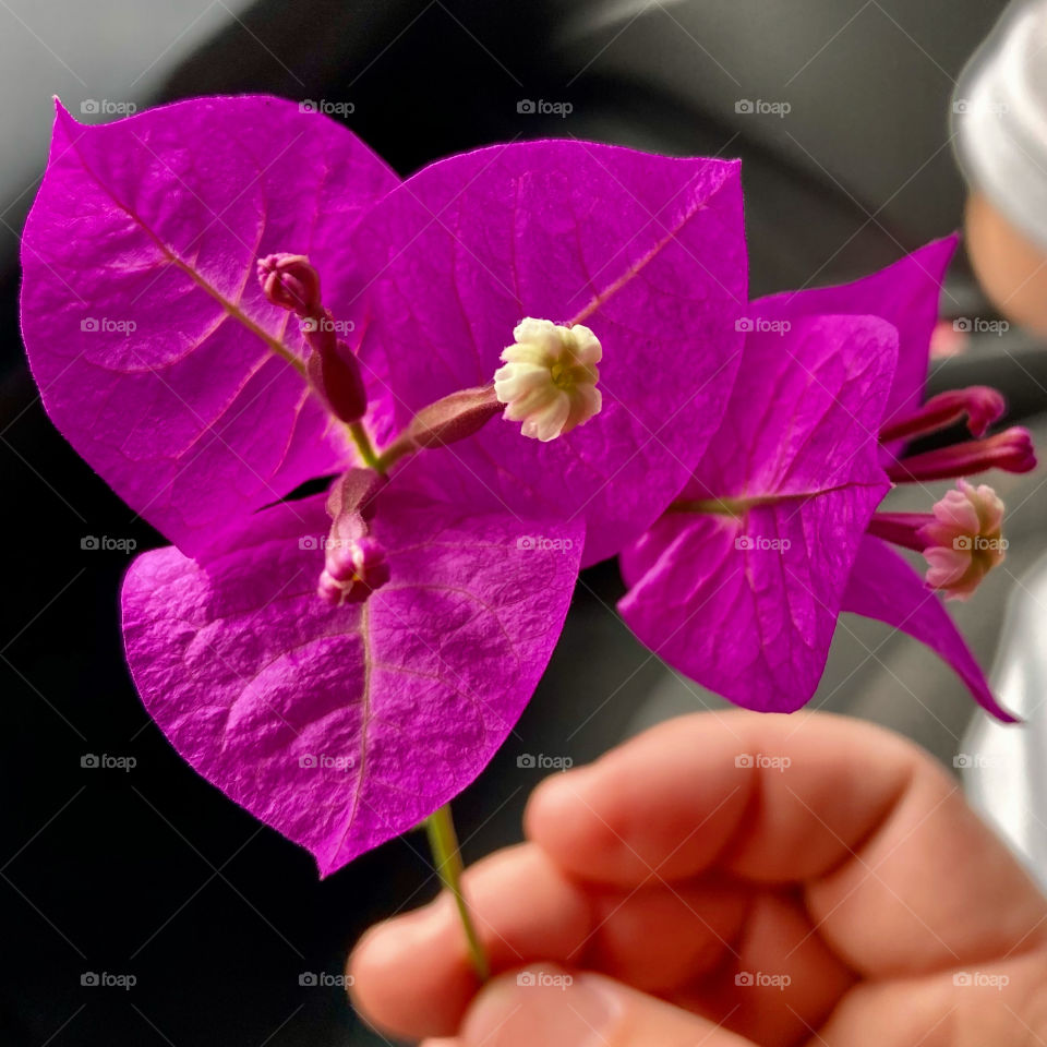 🇺🇸 Flowers that fall from the trees, carried by the wind into our hands… Autumn has arrived!  Cheer the nature. / 🇧🇷 Flores que caem das árvores, levadas pelo vento às nossas mãos… chegou o Outono! Viva a natureza.